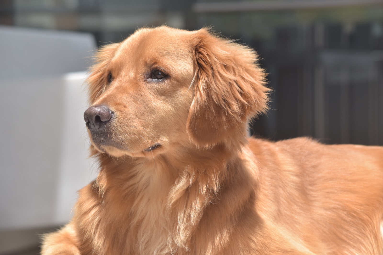 Simba, mascota de apoyo emocional de CityU